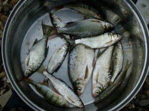 Рыбаки и рыбы 